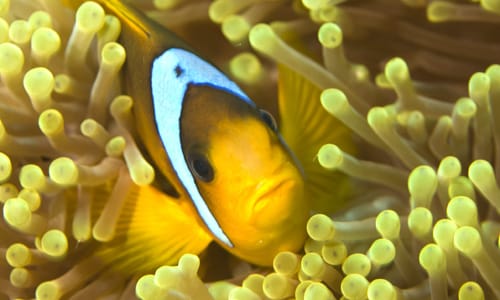 Picture from Khao Lak - Learn to dive
