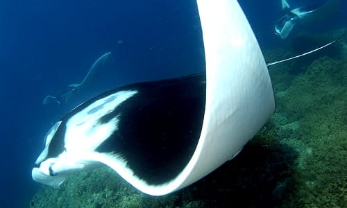 Picture from Fundiving Tulamben Discovery
