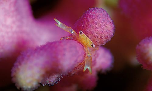 Picture from Fundiving Tulamben Discovery
