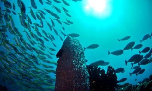 Picture from Fundiving Tulamben Discovery