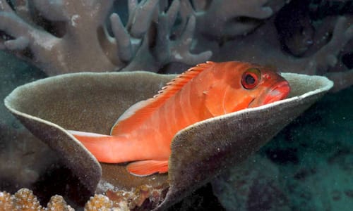 Picture from Fundiving Tulamben Discovery