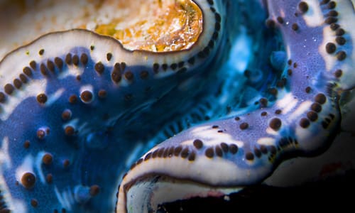 Picture from Fundiving Nusa Penida Discovery