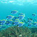 Blue Venture gallery - Fabrice Dieudonne