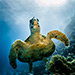 Blue Venture gallery - Henrik Hedegaard