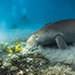 Blue Venture gallery - Henrik Hedegaard