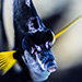 Blue Venture gallery - Henrik Hedegaard