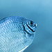 Blue Venture gallery - Henrik Hedegaard