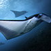 Blue Venture gallery - Henrik S. Rasmussen