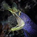 Blue Venture gallery - Henrik S. Rasmussen