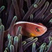 Blue Venture gallery - Henrik S. Rasmussen
