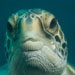 Blue Venture gallery - Luke Inman