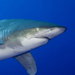 Blue Venture gallery - Mikkel Noe