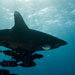 Blue Venture gallery - staff picks