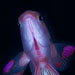 Blue Venture gallery - staff picks